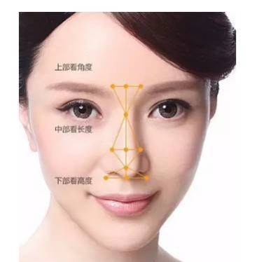 鼻部标准美学的四个维度